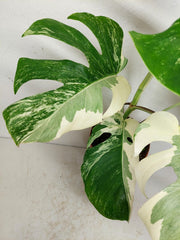Monstera Ghost Variegata