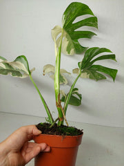 Monstera Ghost Variegata