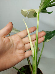 Monstera Ghost Variegata