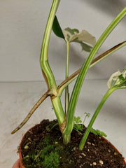 Monstera Ghost Variegata