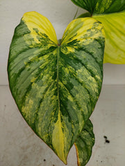 Philodendron Mamei Aurea Variegata