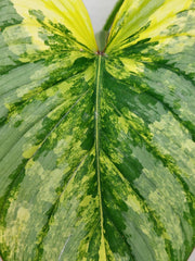 Philodendron Mamei Aurea Variegata