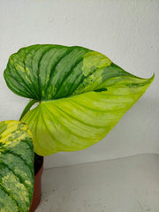 Philodendron Mamei Aurea Variegata