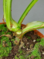Philodendron Mamei Aurea Variegata