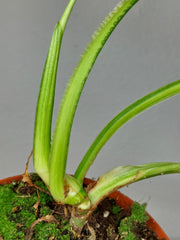 Philodendron Mamei Aurea Variegata