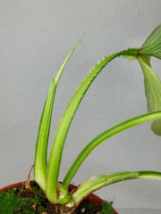 Philodendron Mamei Aurea Variegata