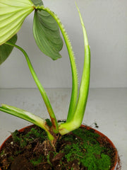Philodendron Mamei Aurea Variegata