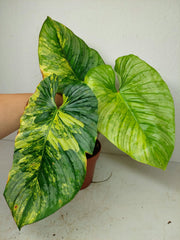 Philodendron Mamei Aurea Variegata