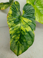 Philodendron Mamei Aurea Variegata