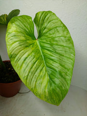 Philodendron Mamei Aurea Variegata