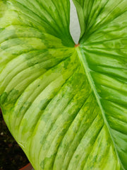 Philodendron Mamei Aurea Variegata
