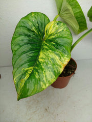 Philodendron Mamei Aurea Variegata