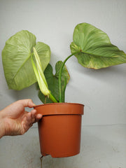 Philodendron Mamei Aurea Variegata