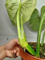 Philodendron Mamei Aurea Variegata
