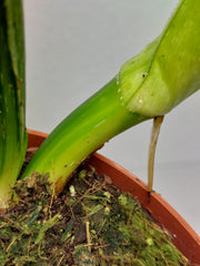 Philodendron Mamei Aurea Variegata