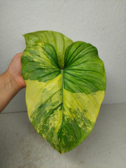 Philodendron Mamei Aurea Variegata