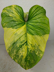 Philodendron Mamei Aurea Variegata