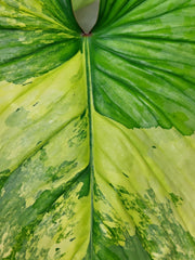 Philodendron Mamei Aurea Variegata