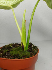 Philodendron Mamei Aurea Variegata