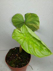 Philodendron Mamei Aurea Variegata