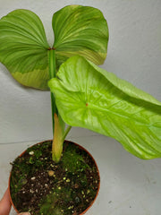Philodendron Mamei Aurea Variegata