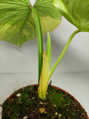 Philodendron Mamei Aurea Variegata
