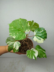 Hibiscus Variegata