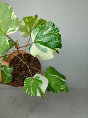 Hibiscus Variegata