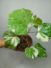 Hibiscus Variegata