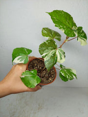 Hibiscus Variegata