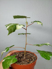 Hibiscus Variegata