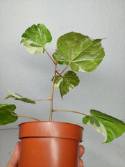 Hibiscus Variegata