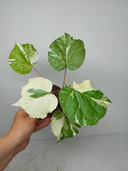 Hibiscus Variegata
