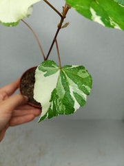 Hibiscus Variegata