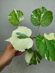 Hibiscus Variegata