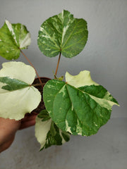 Hibiscus Variegata