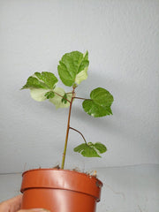 Hibiscus Variegata