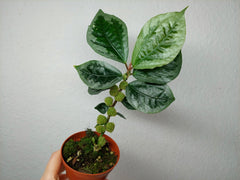 Elatostema Vittatum