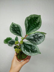 Elatostema Vittatum