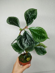 Elatostema Vittatum