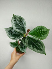 Elatostema Vittatum