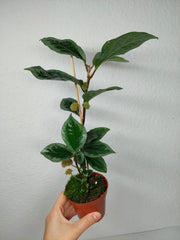 Elatostema Vittatum