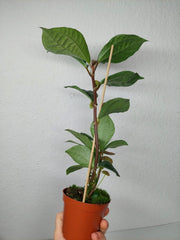 Elatostema Vittatum