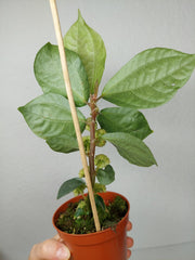 Elatostema Vittatum