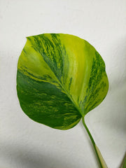 Monstera Aurea