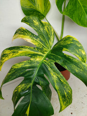 Monstera Aurea