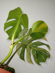 Monstera Aurea