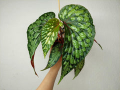 Begonia Lucifer
