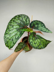 Begonia Lucifer