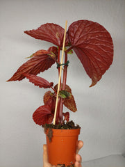 Begonia Lucifer